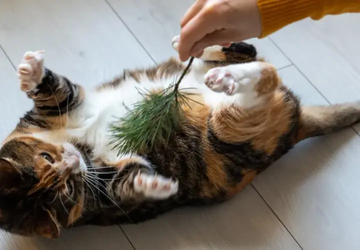 Un gato atigrado se revuelca en el suelo, con las patas en el aire, mientras una mano le hace cosquillas con una ramita de pino.