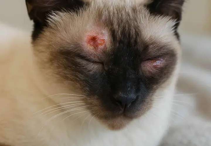 Gato siamés con irritación alrededor de los ojos, posible signo de enfermedades de los gatos.