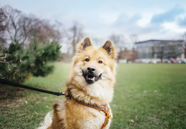 Uśmiechnięty pies na smyczy w parku. Zastanawiasz się, ile trwa wyrobienie paszportu dla psa?