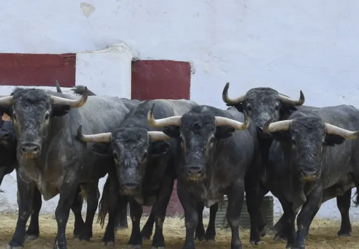 Toros de lidia de la ganadería Adolfo Martín, con sus imponentes cuernos y mirada fija, listos para la acción.