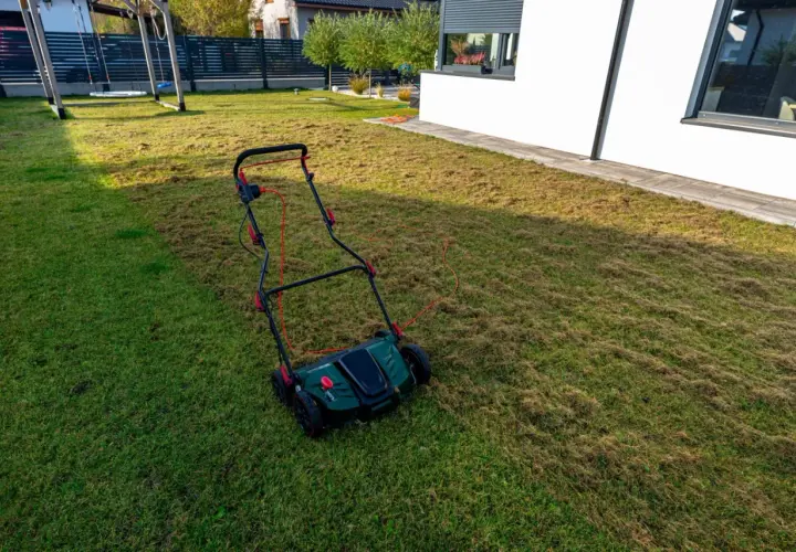 Wertykulacja trawnika w toku. Aerator pozostawił na trawie warstwę ściółki, przygotowując ją do lepszego wzrostu.