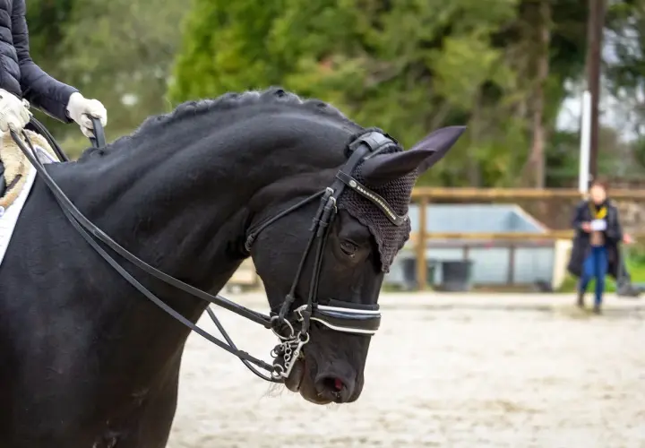 Un cheval noir en plein galop 7, prêt pour la compétition. Sa crinière tressée et son filet orné de strass témoignent de son élégance.