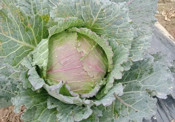 Cavolo verza con foglie verdi e violacee, bagnato dalla pioggia, pronto per essere raccolto.