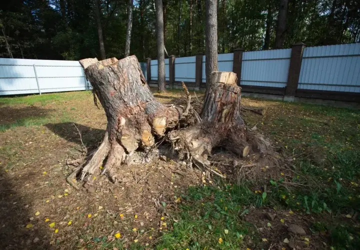 Dwa pnie po wyciętych drzewach, z widocznymi korzeniami. Zastanawiasz się, jakie drzewa można wyciąć bez zezwolenia?