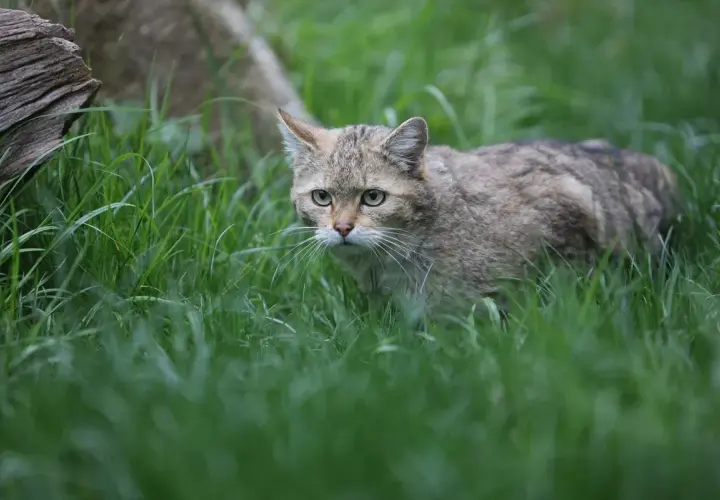 Eine scheue Wildkatze in Deutschland pirscht durch hohes Gras.
