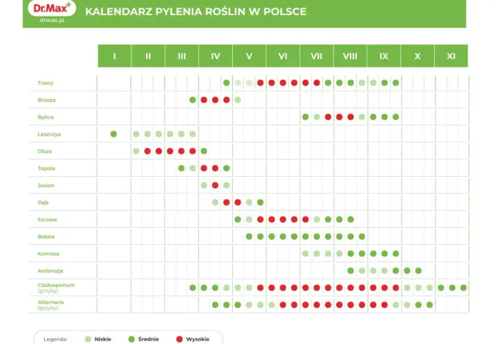Kalendarz pylenia roślin w Polsce. Sprawdź, co pyli teraz – od traw po grzyby, z podziałem na miesiące i intensywność.