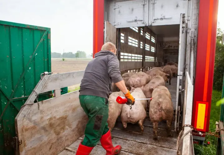 Rolnik kieruje stado świń do transportu. Wpływa to na ceny świń.