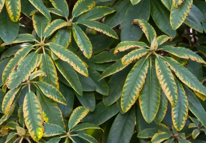 Gros plan sur des feuilles de rhododendron, certaines présentant des taches et des bordures jaunes, signe d'un besoin de nutriments.