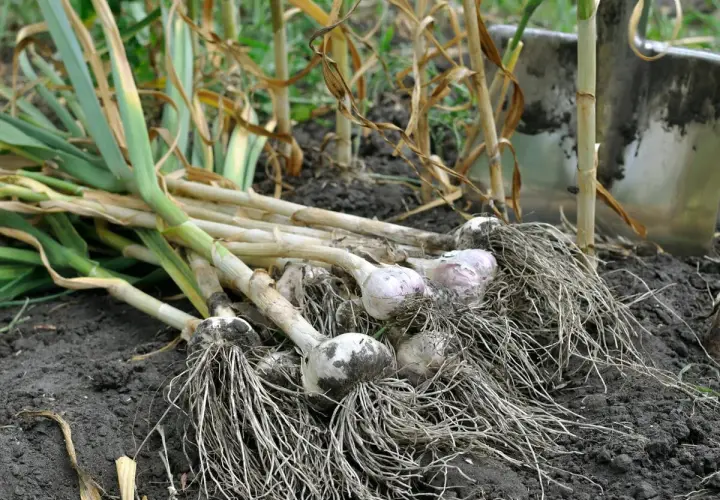 Frisch geernteter Knoblauch mit Wurzeln liegt im dunklen Erdreich. Die grünen Blätter sind welk, die Zwiebeln mit Erde bedeckt. Es ist Knoblauch Erntezeit.