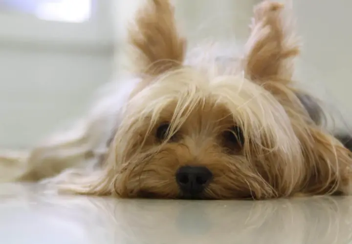 Adorable yorkshire terrier tumbado, perfecto para inspirar nombres.