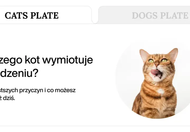 Złoty kot z zielonymi oczami oblizuje pyszczek, sugerując, że kot wymiotuje niestrawionym jedzeniem.
