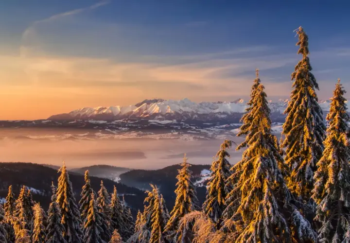 Zimowy widok z **Turbacza z Koninek** na ośnieżone Tatry o wschodzie słońca. Świerki pokryte szronem błyszczą w złotym świetle.