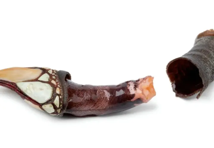 Dos percebes marisco, uno con su caparazón blanco y marrón, y otro con su pedúnculo oscuro y arrugado.