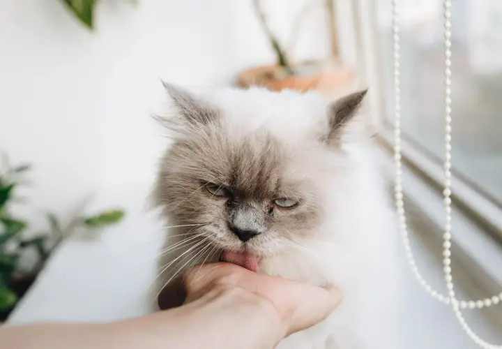 Puszysty kotek o imieniu Czaruś liże dłoń.