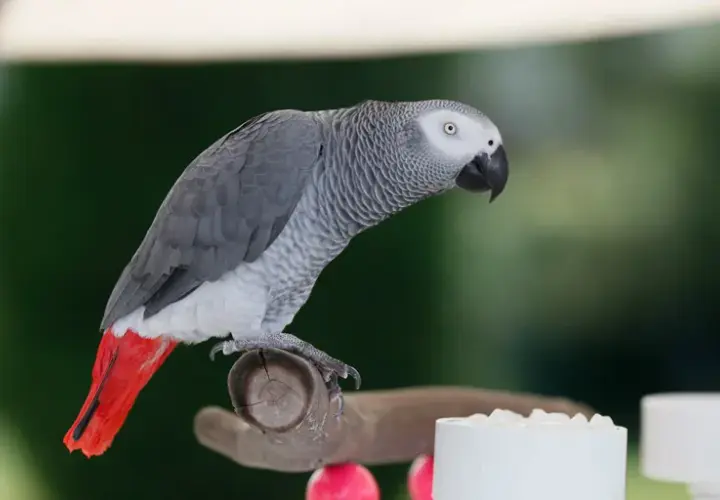 Jak zarejestrować hodowlę papug i uniknąć problemów prawnych