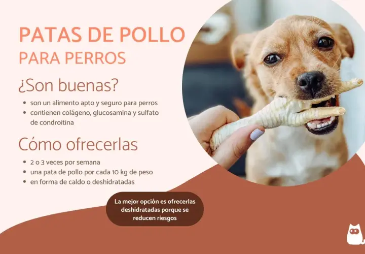 Un perro feliz muerde una pata de pollo. Las patas de pollo son un snack saludable y seguro para perros, rico en colágeno.