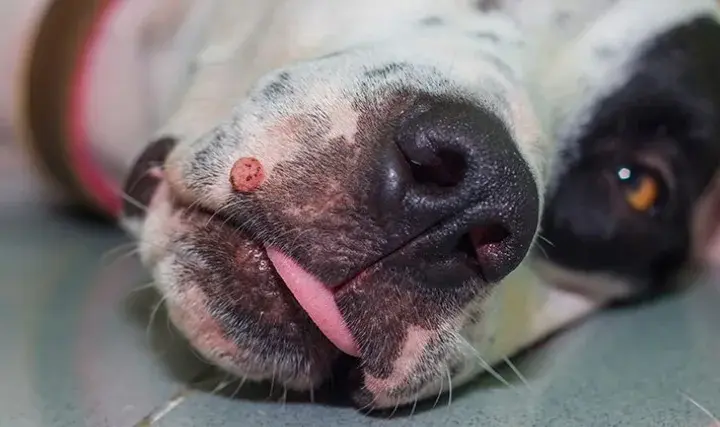 Narośl na skórze psa: przyczyny i najlepsze metody leczenia