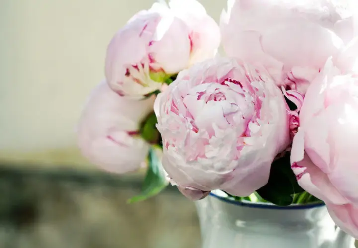 En bukett med mjuka, ljusrosa pioner i en vit vas. De fluffiga blommorna är i full blom och skapar en romantisk känsla.