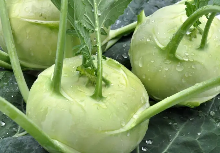 Choux-raves frais et humides, parfaits pour une recette de chou rave.