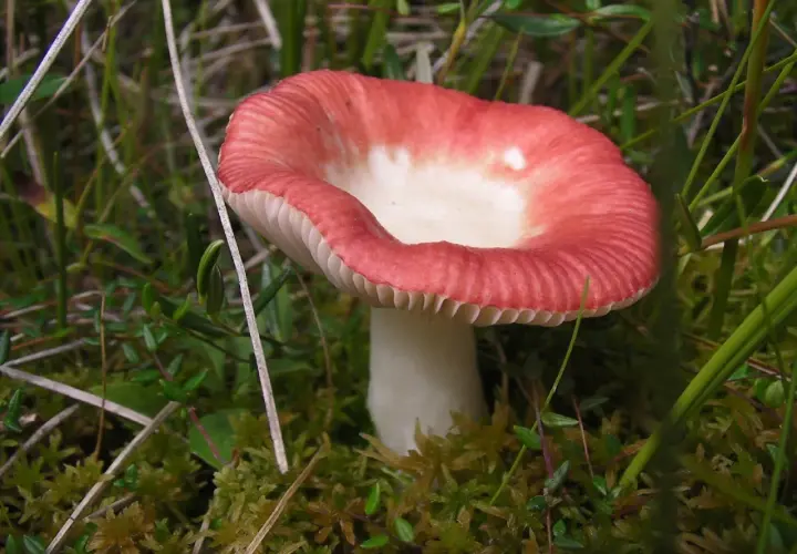Gołąbek wymiotny - Cechy, właściwości, zastosowanie