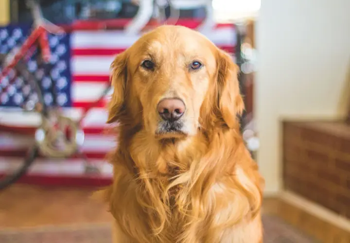 Ile żyje golden retriever? Sekrety długowieczności i zdrowia psa