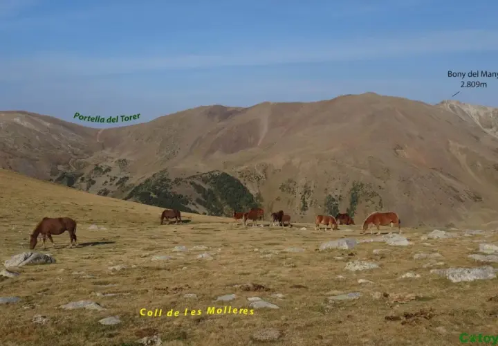 Caballos pastando en un prado rocoso con montañas al fondo, incluyendo el Bony del Manyer. Los **puig pedros** se alzan majestuosos.