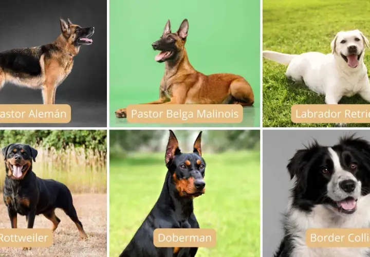 Seis razas de perros: Pastor Alemán, Pastor Belga Malinois (ideal como perro policía), Labrador, Rottweiler, Doberman y Border Collie.