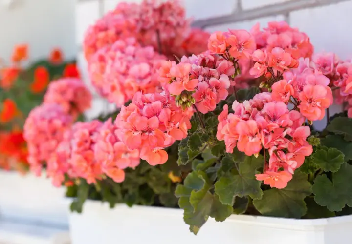 Kaskada różowych kwiatów geranium w białej skrzynce, tworząca barwną ozdobę.