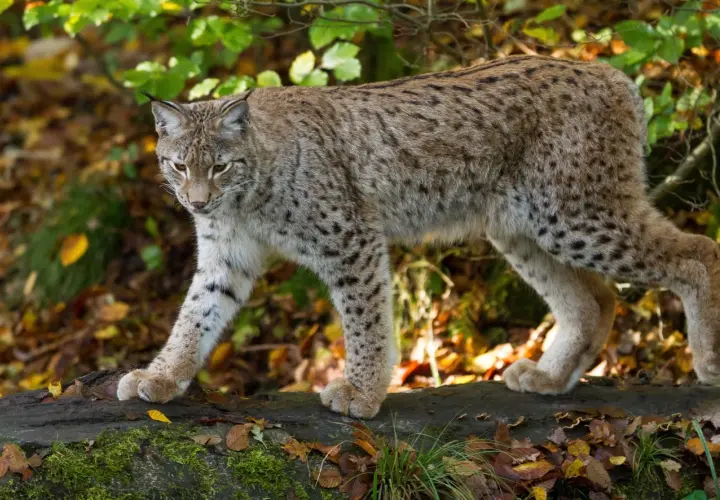 Ein Luchs schleicht durch den Herbstwald. Wie viele Luchse gibt es in Deutschland?