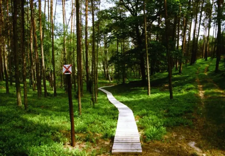 Ścieżka przez las, gdzie są Bory Tucholskie. Drewniany pomost wije się wśród drzew, a znak zakazu jazdy rowerem przypomina o spokoju tego miejsca.