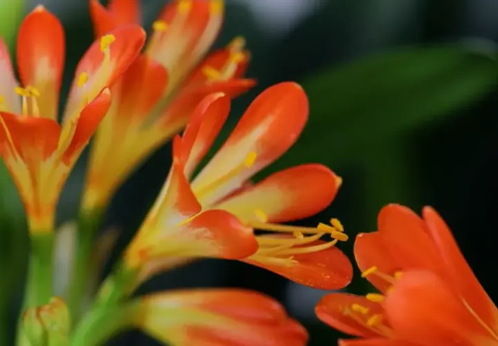 Fiori arancioni e gialli di una pianta clivia, con petali che si aprono verso l'esterno e stami dorati.