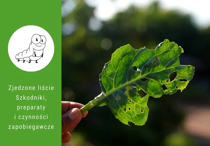 Zjedzone liście z dziurami, dowód na działanie szkodników. Na zielonym tle rysunek gąsienicy i tekst o szkodnikach.
