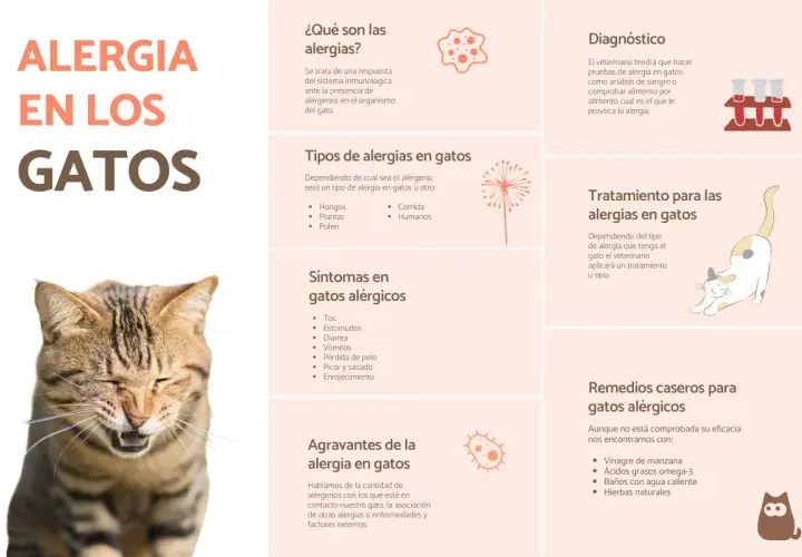 Gato estornudando, con información sobre alergia a los gatos, síntomas como ronchas, y remedios.