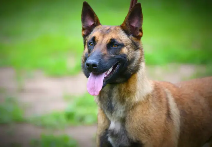 Un perro pastor belga malinois, con su lengua rosada afuera, parece responder a la pregunta: cual es el perro mas inteligente.