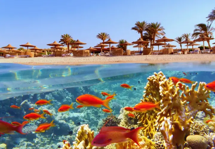 Piękna plaża z palmami i parasolami nad koralowym rajem w Marsa Alam. Rafa koralowa tętni życiem, pełna kolorowych ryb.