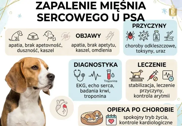 Beagle z objawami zapalenia mięśnia sercowego u psa: apatia, duszność, kaszel. Informacje o przyczynach, diagnostyce i leczeniu.