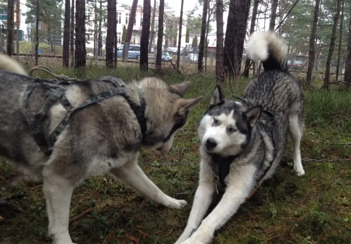 Dwa alaskan malamuty w uprzęży, jeden kładzie się, drugi stoi.