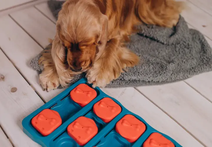 Ein Cocker Spaniel liegt vor einem Intelligenzspielzeug, bereit für das Hunde Kopftraining.