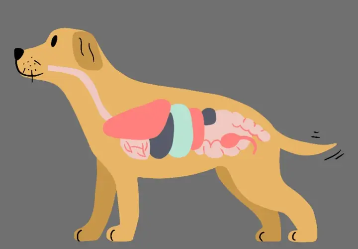 Ilustracja przedstawia przekrój przez psa, ukazując jego wewnętrzne organy. Widoczna jest anatomia psa organy, w tym wątroba, żołądek i jelita.