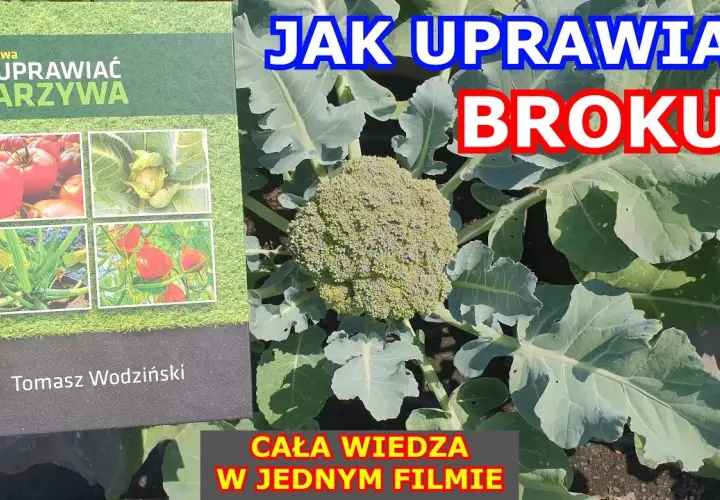 Jak uprawiać brokuły: kluczowe wskazówki dla udanej uprawy