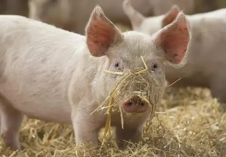 Un jeune porc rose avec de la paille sur le museau, dans un champ.