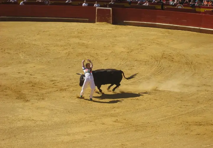 Un recortador, uno de los nombres de recortadores de toros, se enfrenta a un toro bravo en la arena.