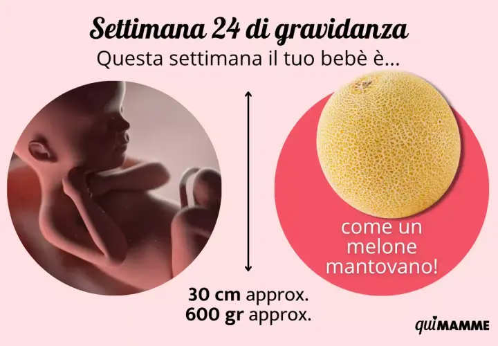 Feto di 24 settimane, grande come un melone mantovano, lungo circa 30 cm e pesante 600 gr.