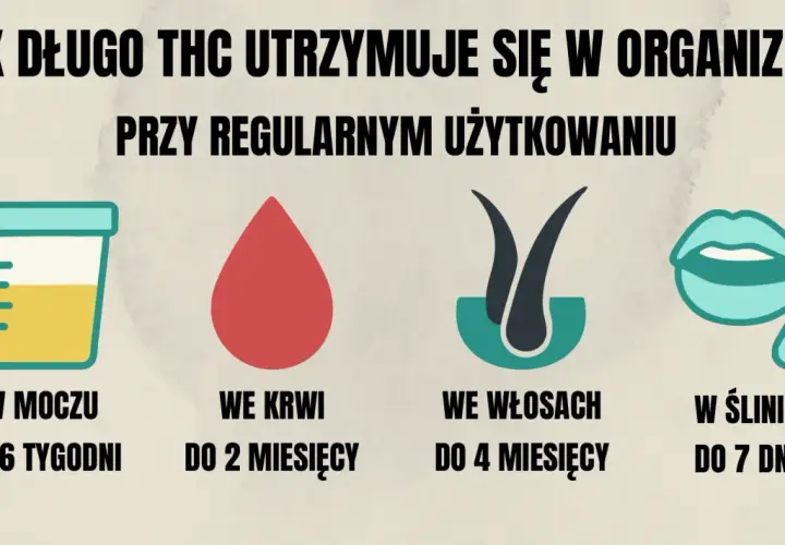 Jak długo THC utrzymuje się w organizmie przy regularnym używaniu? W moczu do 6 tygodni, we krwi do 2 miesięcy, we włosach do 4 miesięcy, w ślinie do 7 dni.