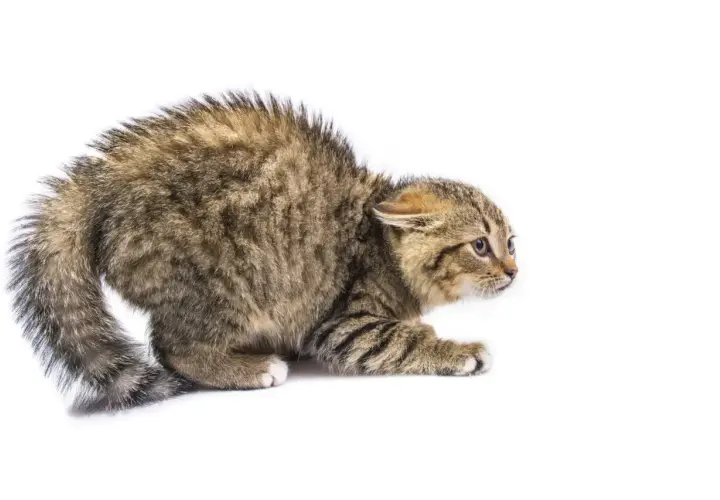 Un chaton craintif, le poil hérissé, montre les défis pour apprendre comment socialiser un chat craintif.