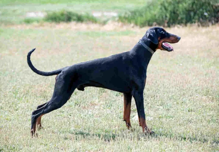 Czarny doberman z ogonem stoi na trawie, dysząc z otwartym pyskiem.