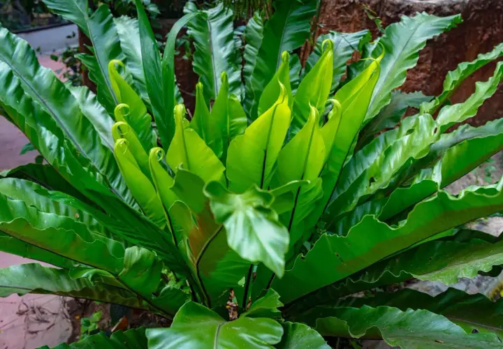 Kępa soczystych, zielonych liści paproci Asplenium Parvati, z których niektóre zwijają się w spiralę, tworząc piękny, naturalny wzór.
