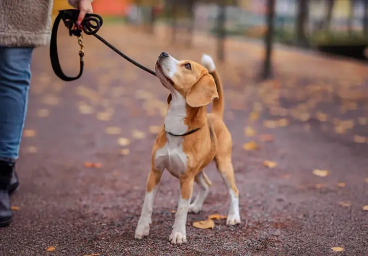 En person går med sin beagle i en park. Det är en dröm att få jobba med djur!