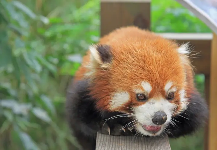 Un adorable panda rojo, con su pelaje anaranjado y negro, descansa sobre madera. ¡Descubre curiosidades del panda rojo!
