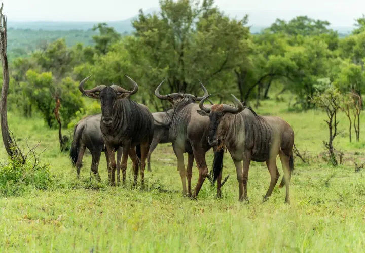 Eine Gruppe Gnus steht auf einer grünen Wiese im Kruger National Park.